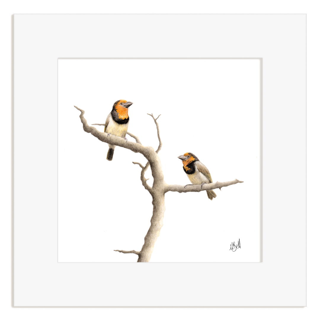 Two Black Collared Barbets perched on a branch with a white background
