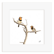 Two Black Collared Barbets perched on a branch with a white background