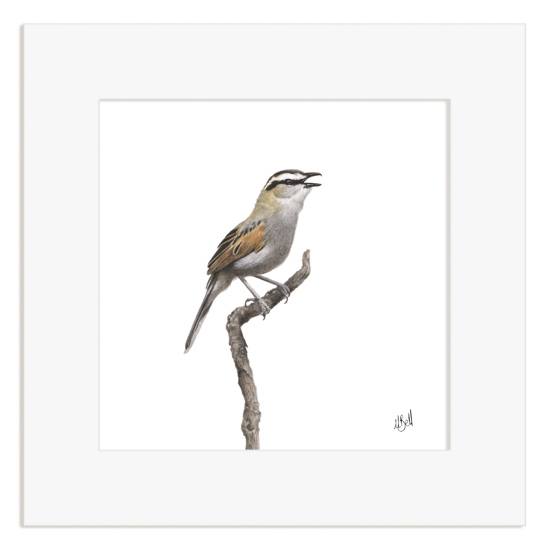 Black Crowned Tchagra perched on a branch with a white background