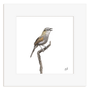 Black Crowned Tchagra perched on a branch with a white background