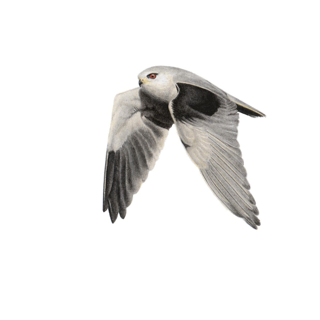 South African bird artwork, pencil drawing by Matthew Bell of a Black Winged Kite