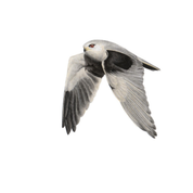 South African bird artwork, pencil drawing by Matthew Bell of a Black Winged Kite
