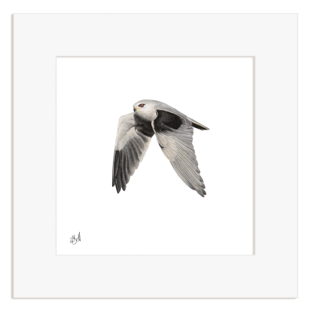 Framed artwork of a Black Winged Kite in flight on a white background
