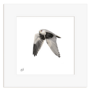 Framed artwork of a Black Winged Kite in flight on a white background