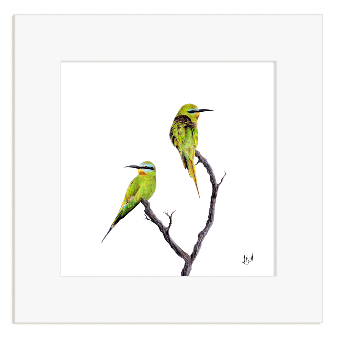 Art print of two Blue Cheeked Bee Eaters perched on a branch with a white border.