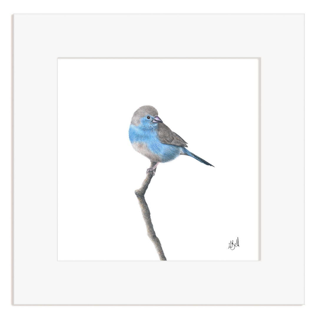 Framed artwork of a Blue Waxbill perched on a branch.