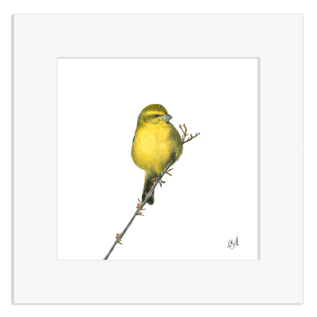 Brimstone Canary pencil drawing, mounted print with a white background