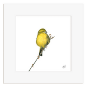 Brimstone Canary pencil drawing, mounted print with a white background