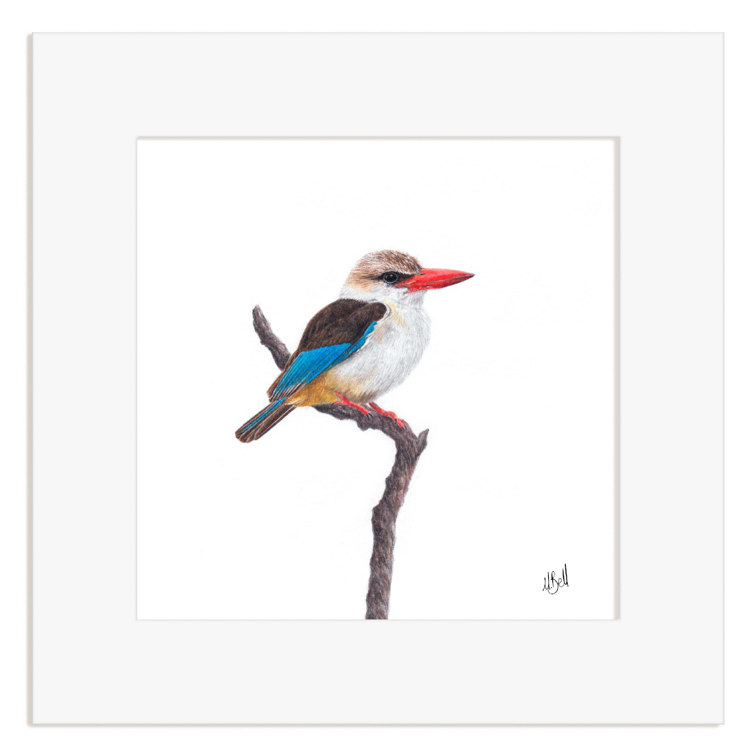 Framed artwork of a Brown Hooded Kingfisher bird on a branch with a white background