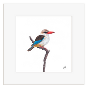 Framed artwork of a Brown Hooded Kingfisher bird on a branch with a white background
