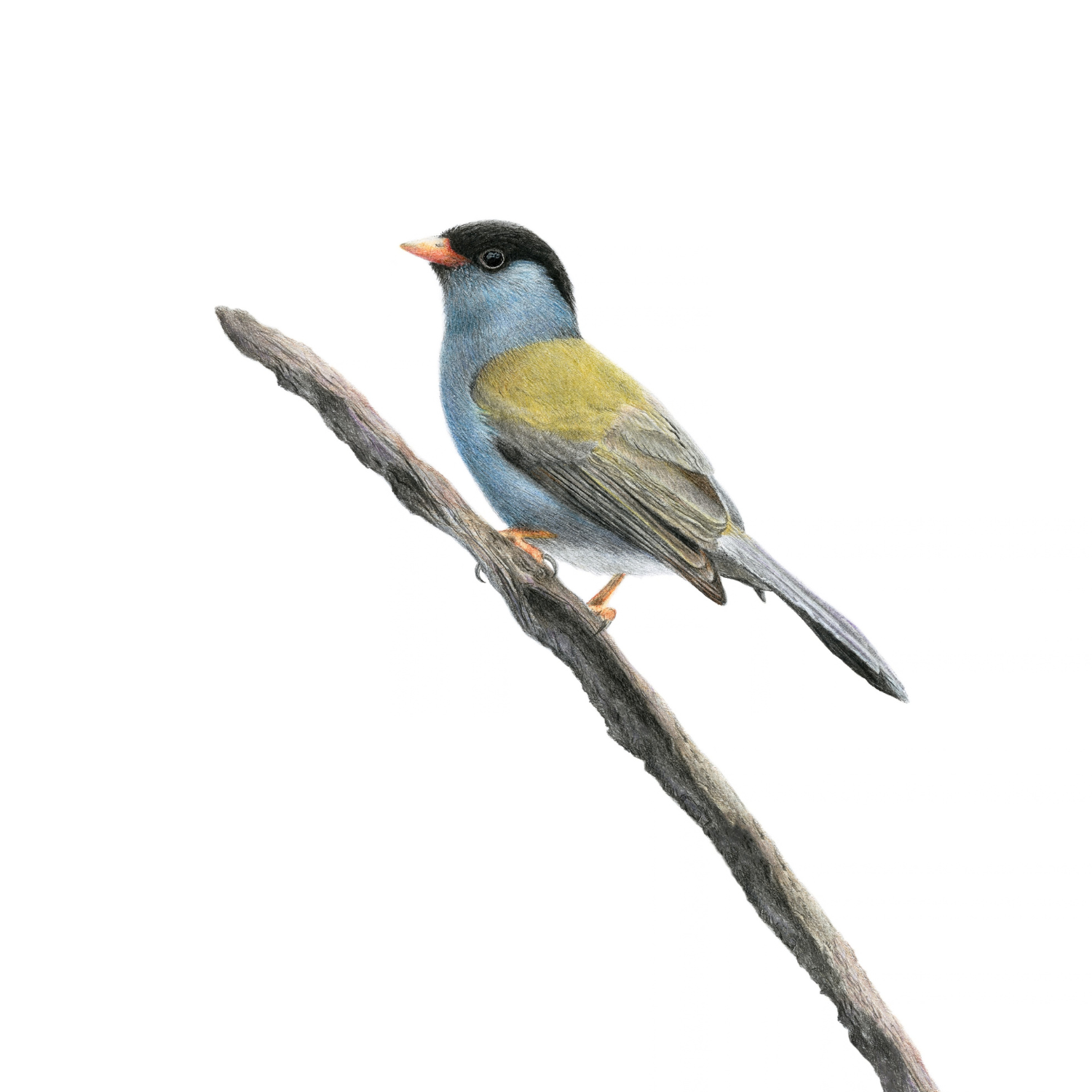 Bush Blackcap pencil drawing