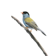 Bush Blackcap pencil drawing