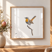 Framed print by Matthew Bell of a Cape Robin Chat in a kiaat frame