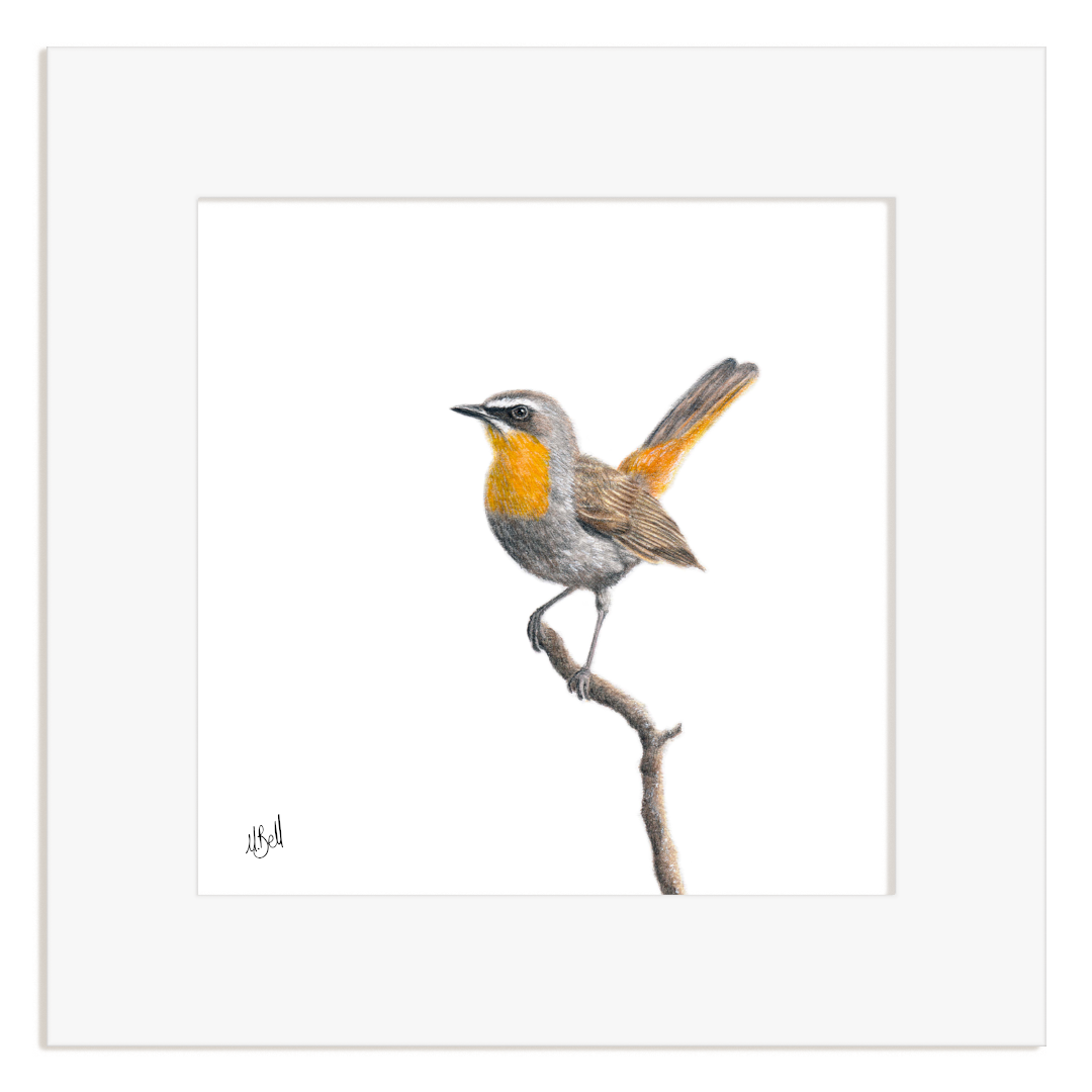 Framed artwork of a Cape Robin Chat perched on a branch with a white background
