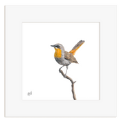 Framed artwork of a Cape Robin Chat perched on a branch with a white background