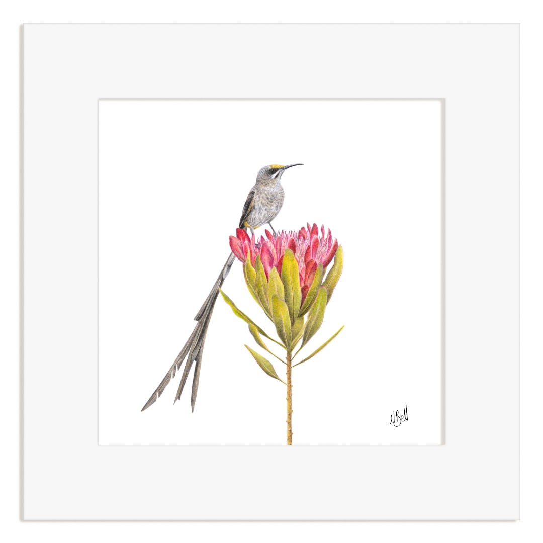 Framed artwork of a bird perched on a pink flower with green leaves.