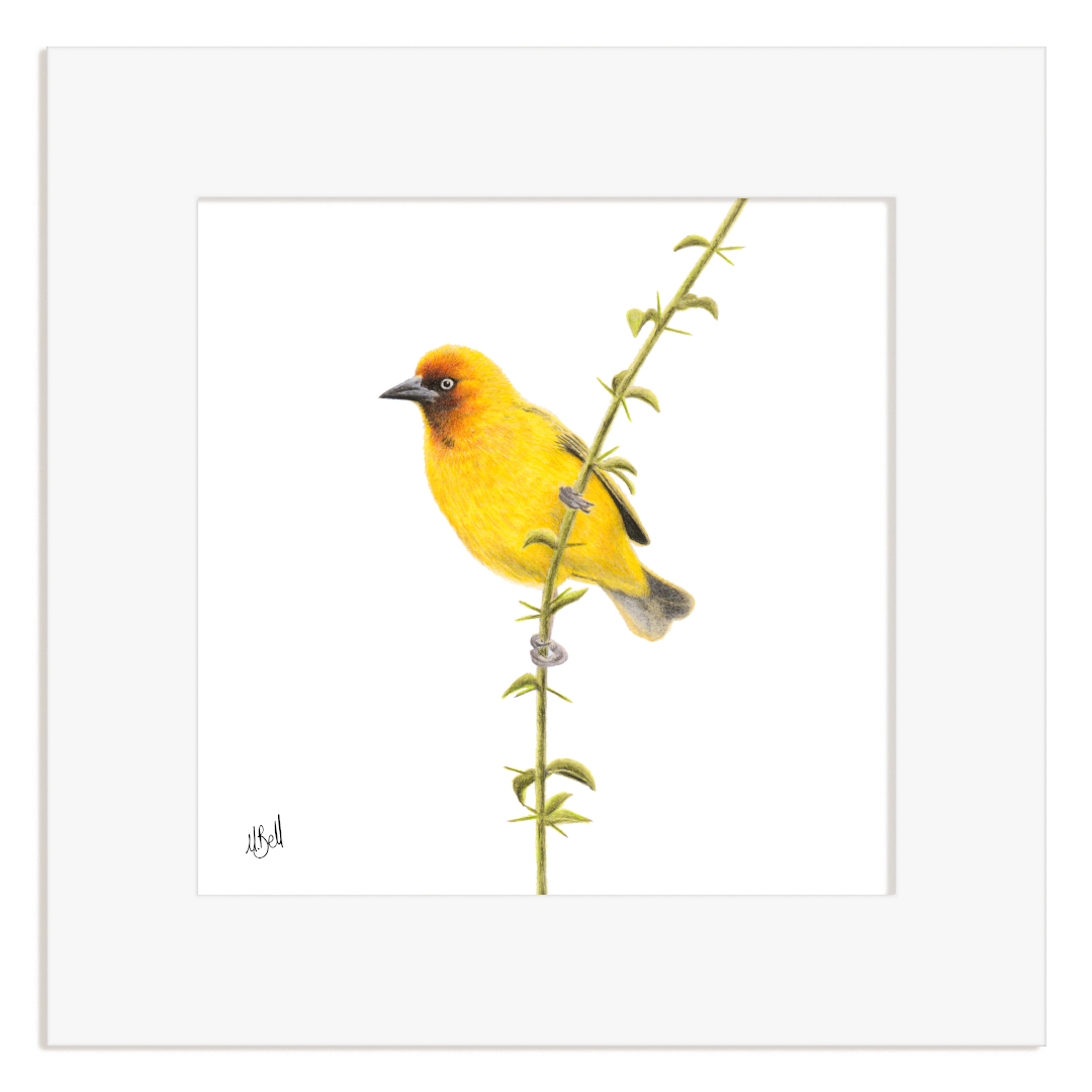 Cape Weaver bird on a branch with a white background