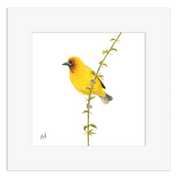Cape Weaver bird on a branch with a white background