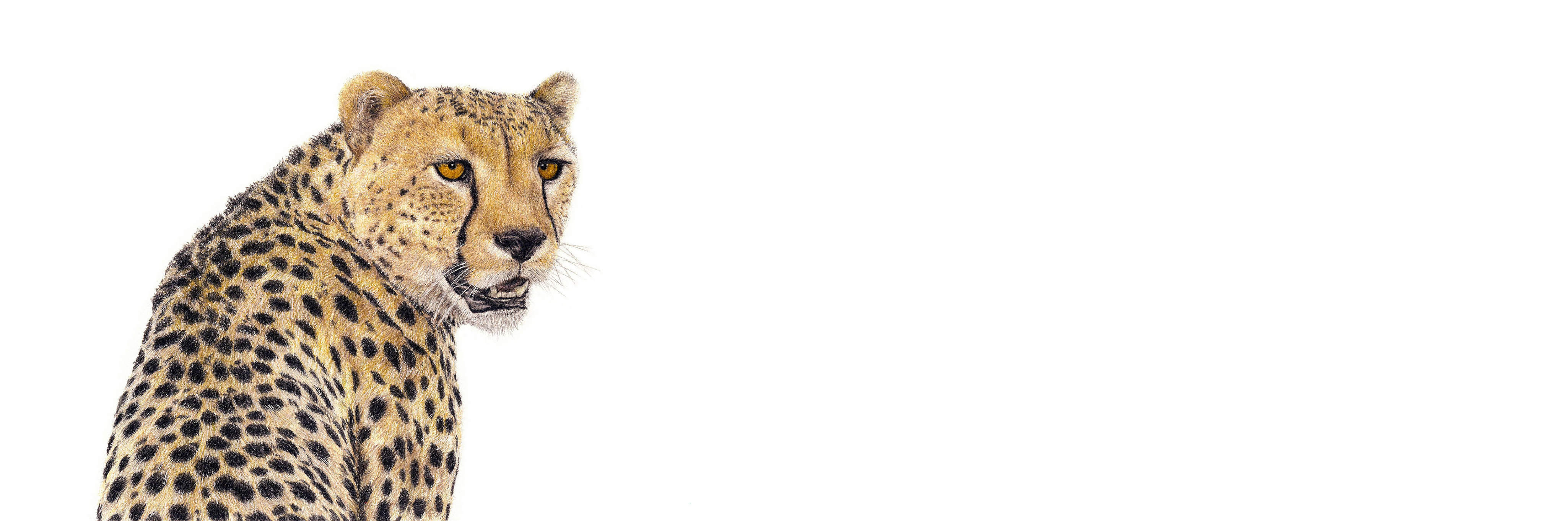Cheetah panoramic wildlife print featuring an elegant and highly detailed African animal pencil drawing. 