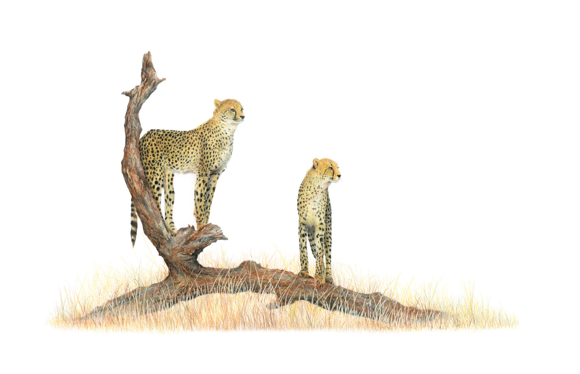 Pencil wildlife drawing of two cheetahs standing on a branch in the Serengeti in Tanzania