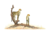 Pencil wildlife drawing of two cheetahs standing on a branch in the Serengeti in Tanzania
