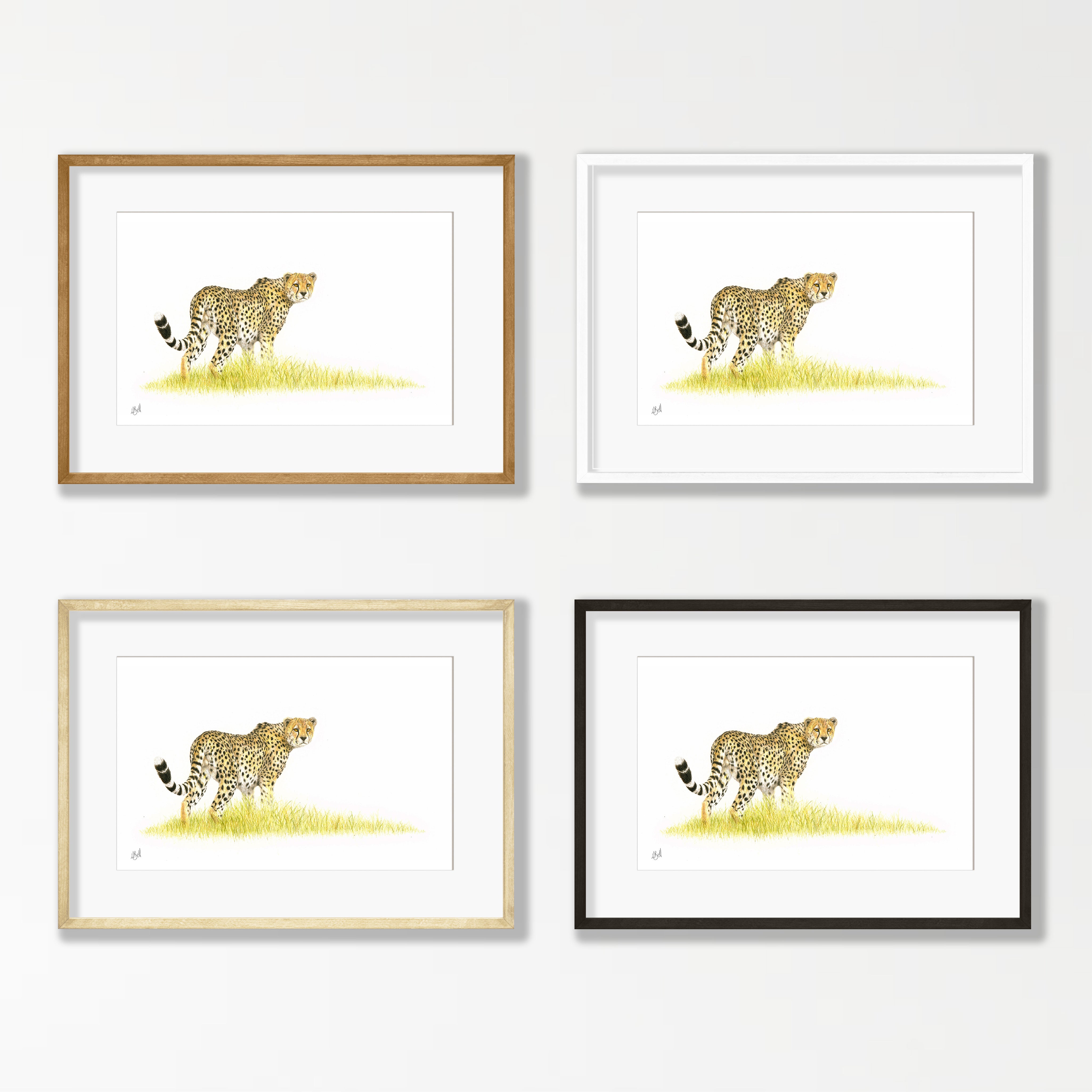 Cheetah - CHT2