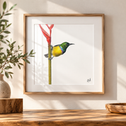 Framed artwork by South African wildlife artist Matthew Bell of a Collared Sunbird