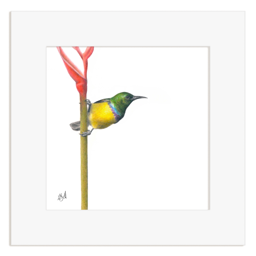 Collared Sunbird perched on a branch with a white frame
