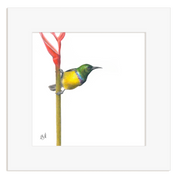 Collared Sunbird perched on a branch with a white frame