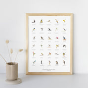 A collection of South African birds large poster print with many different species