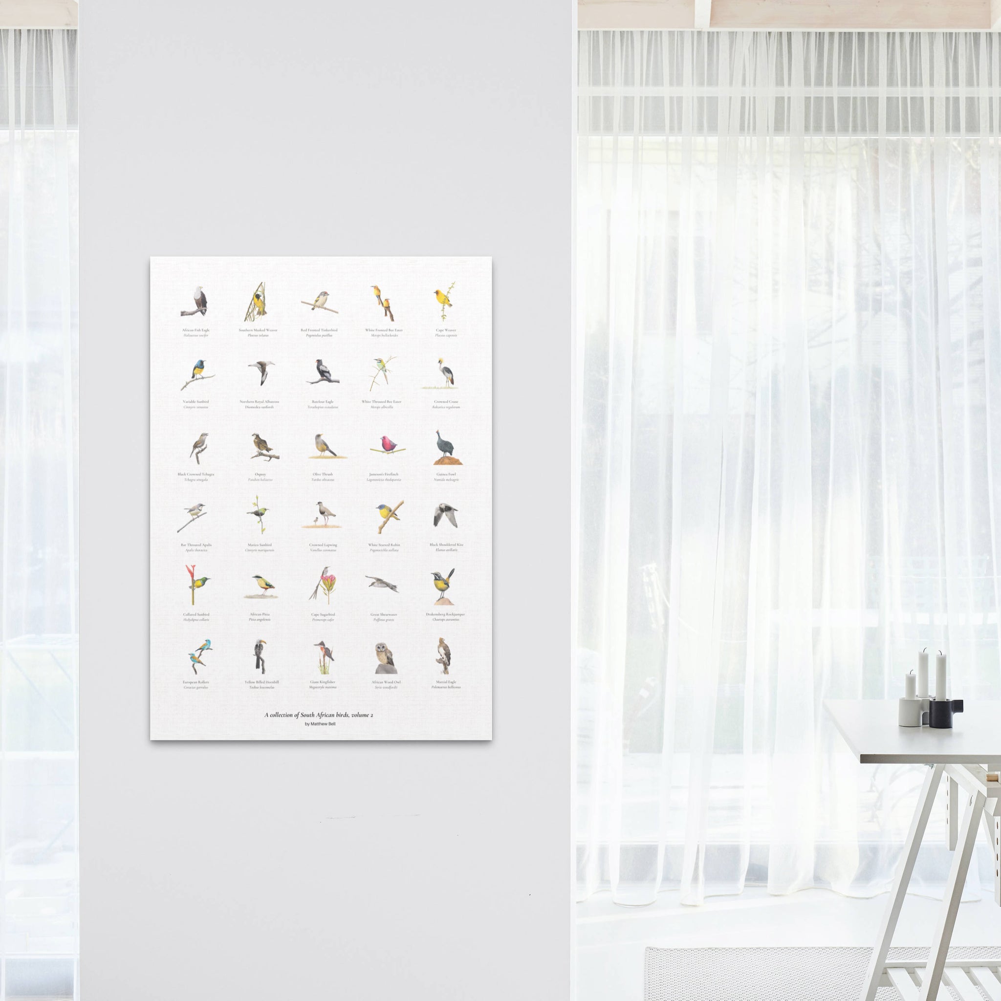 A collection of South African birds large poster print with many different species