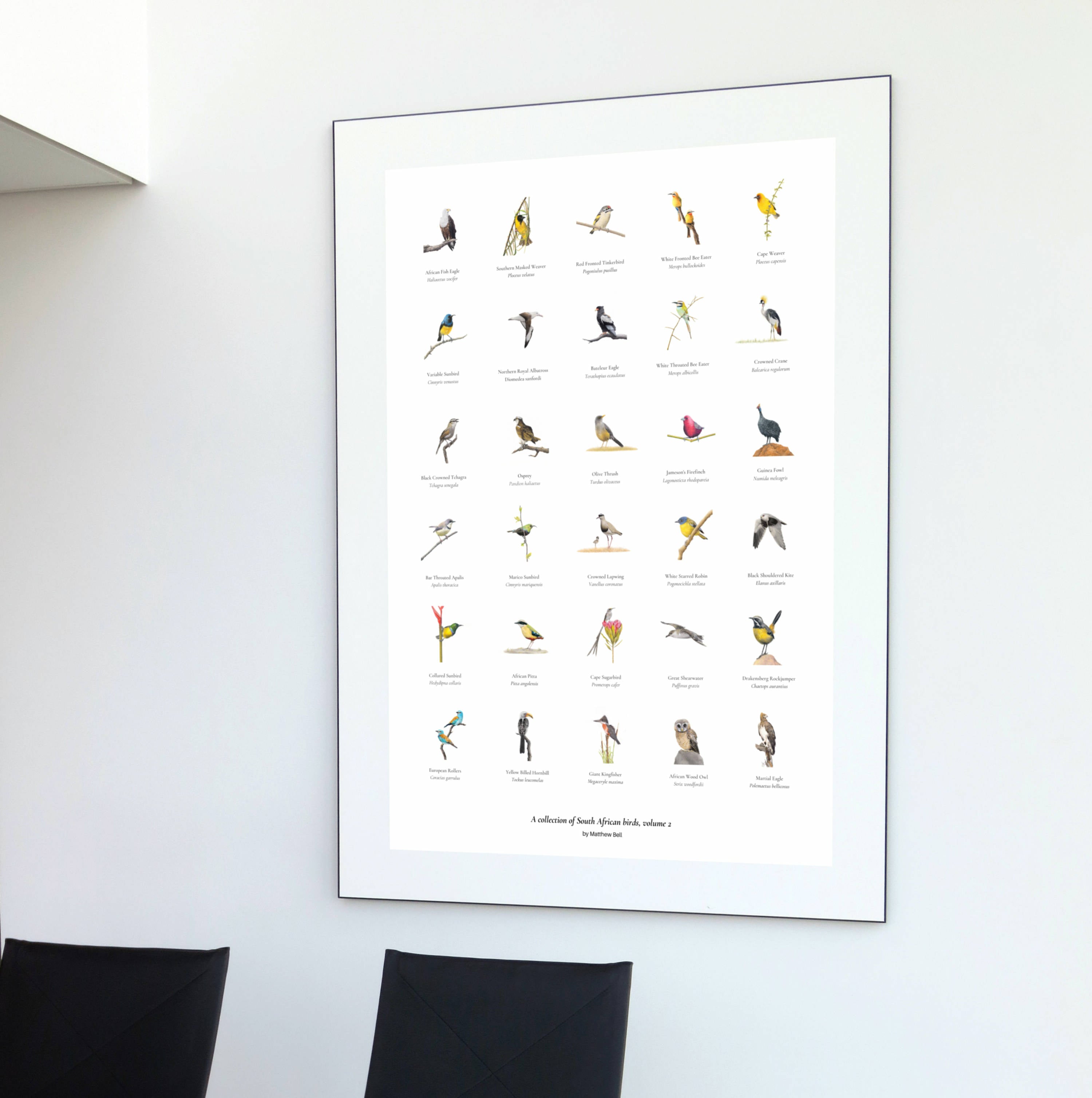 A collection of South African birds large poster print with many different species