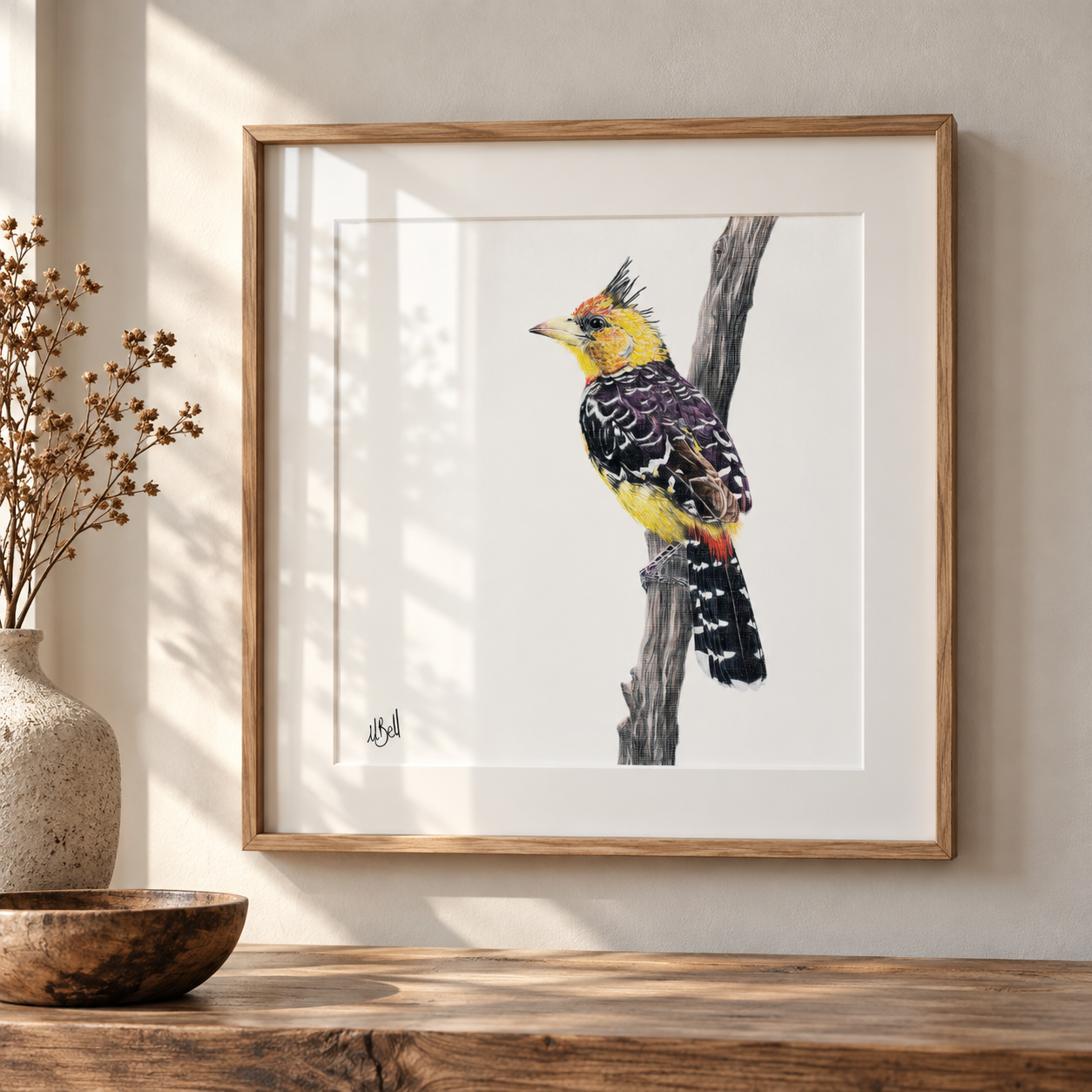Kiaat framed Crested Barbet drawing by South African Artist Matthew Bell