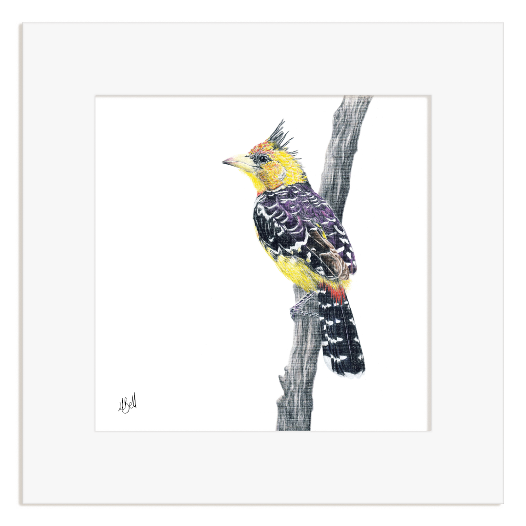 Crested Barbet illustration on a white background