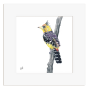 Crested Barbet illustration on a white background