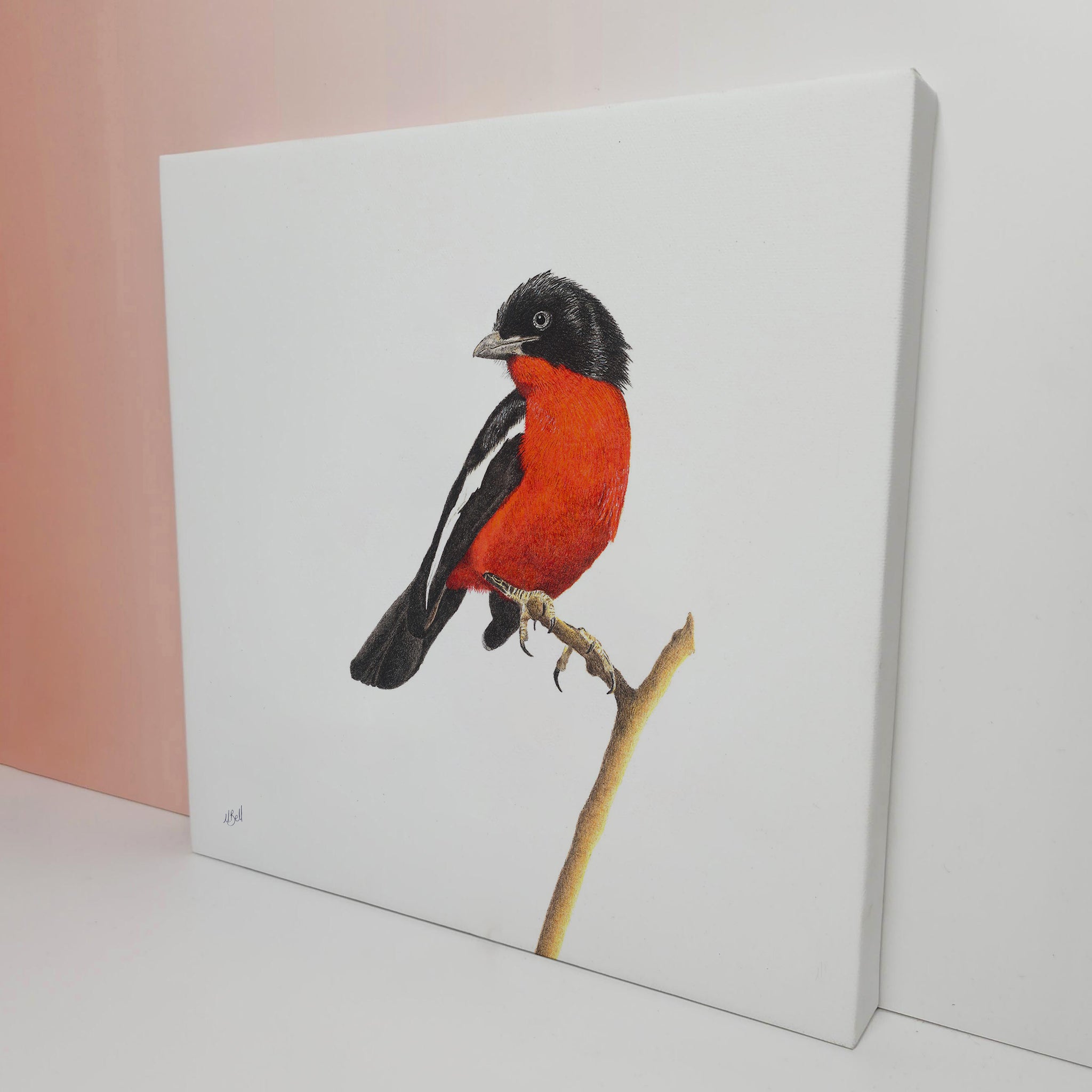 Crimson Breasted Shrike bird artwork on stretched canvas frame by Matthew Bell