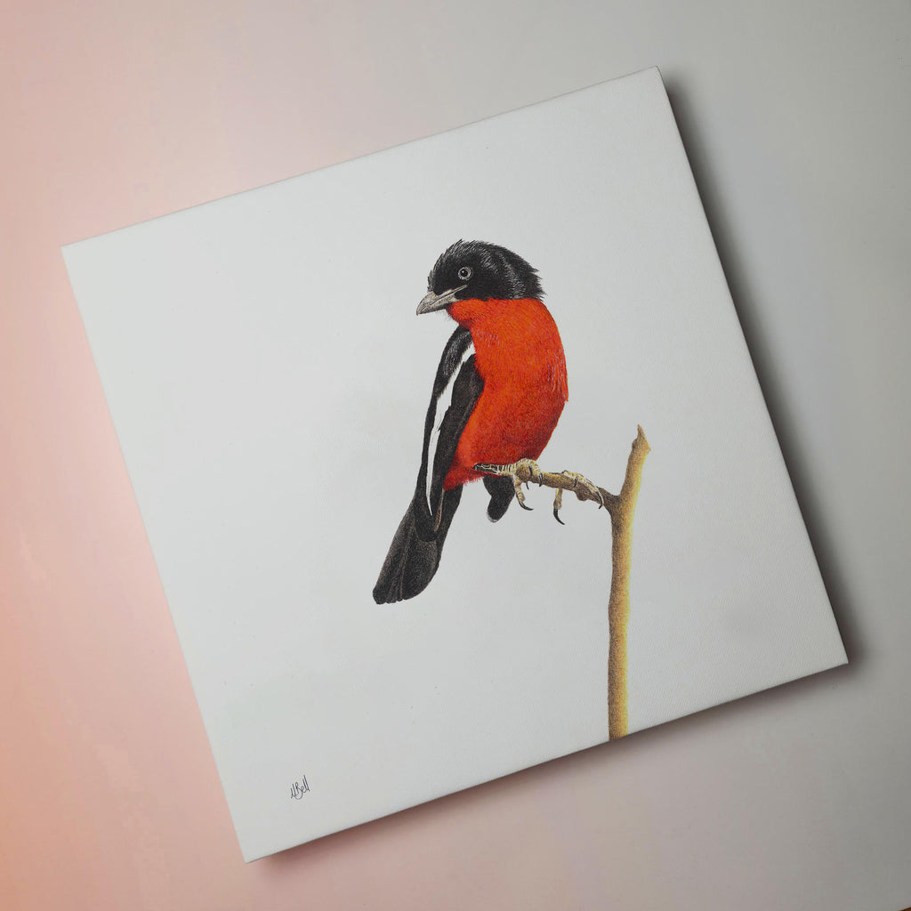 Crimson Breasted Shrike bird artwork on stretched canvas frame by Matthew Bell