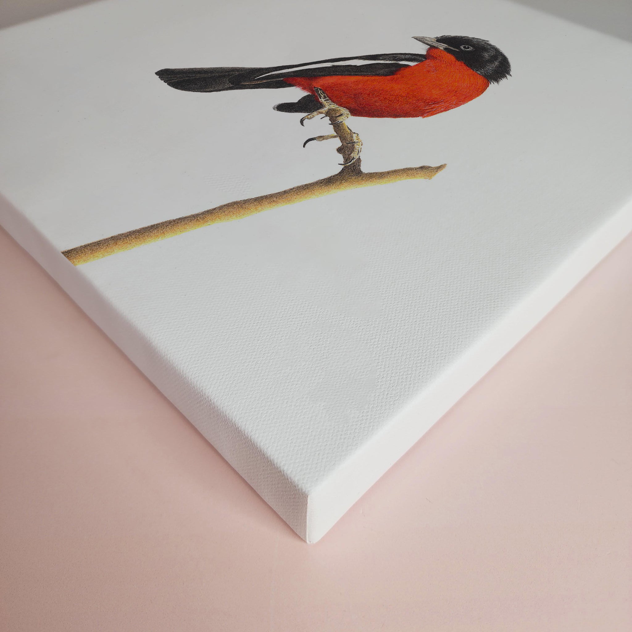 Crimson Breasted Shrike bird artwork on stretched canvas frame by Matthew Bell