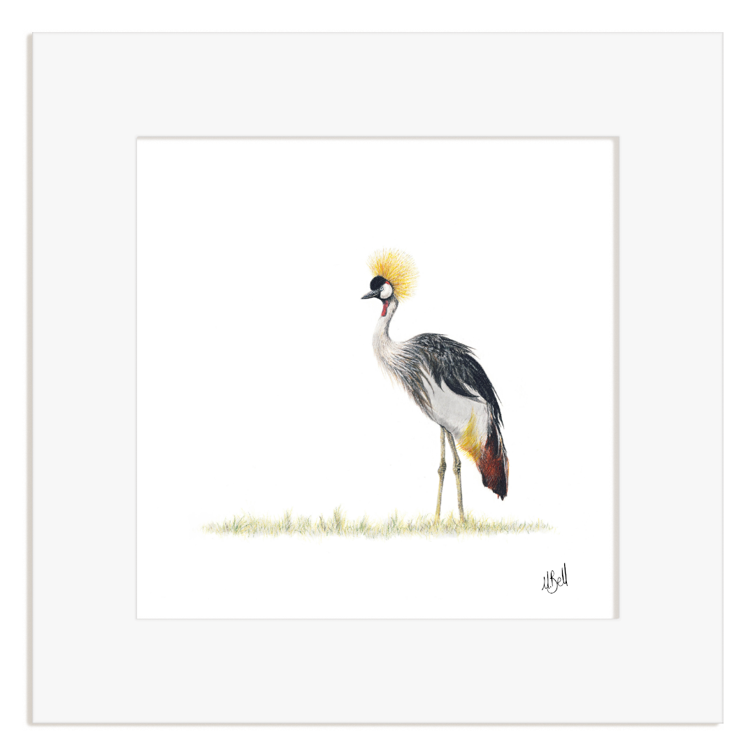 Framed artwork of a Crowned Crane with a white background