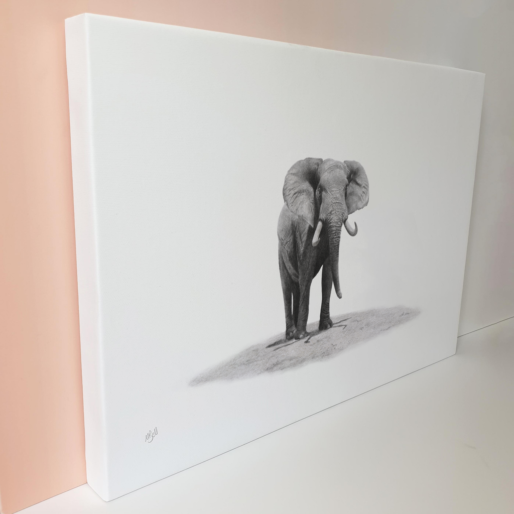 African bull elephant with large tusks canvas art print