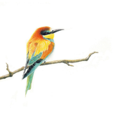 South African bird artwork, drawing by Matthew Bell of a European Bee Eater