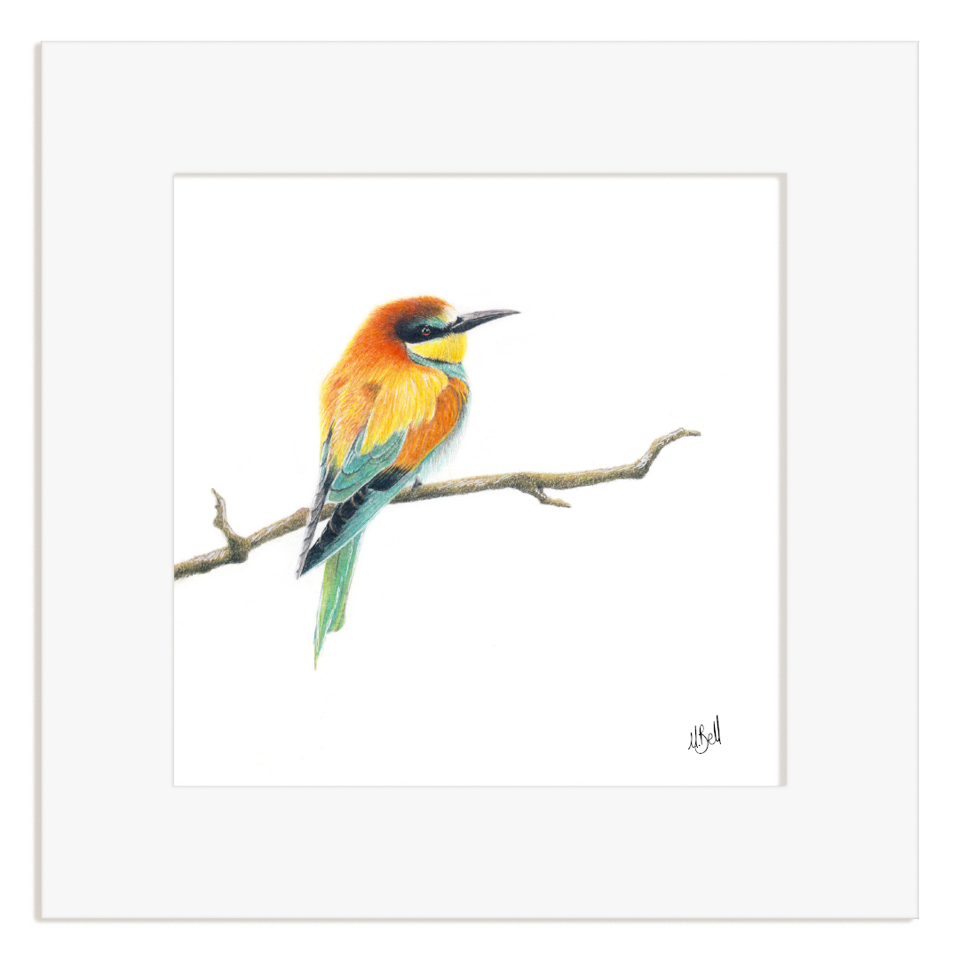 European-Bee Eater drawing on a white background