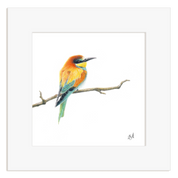 European-Bee Eater drawing on a white background