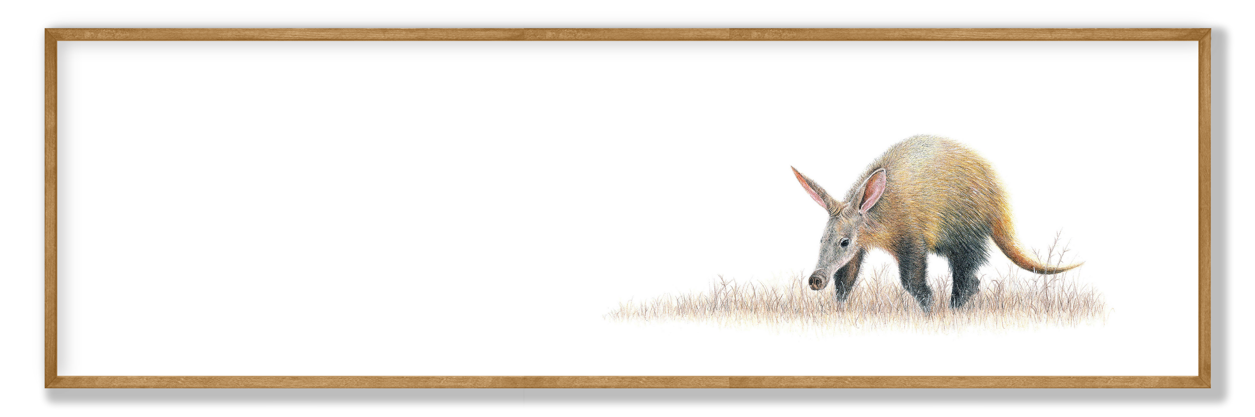 Framed aardvark panorama print featuring a beautifully detailed African wildlife drawing in a contemporary wooden frame.