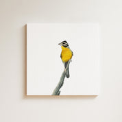 Golden Breasted Bunting (GBB) on Canvas