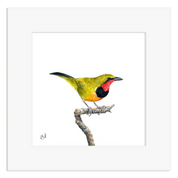 Gorgeous Bush Shrike - GBS