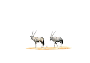Original pencil drawing by Matthew Bell of two Gemsbok in Etosha National Park in Namibia