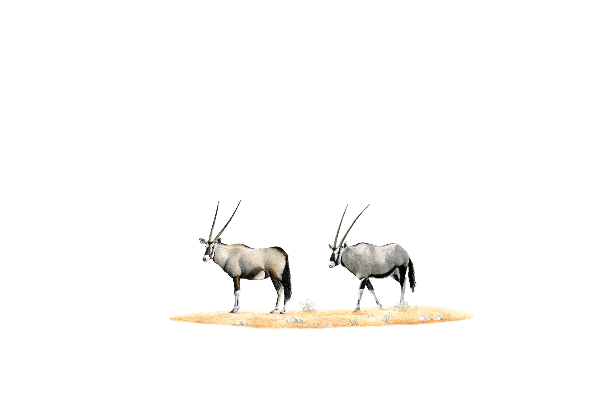 Original pencil drawing by Matthew Bell of two Gemsbok in Etosha National Park in Namibia