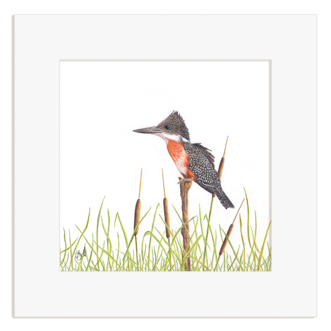 Framed artwork of a giant kingfisher bird perched on a branch with grass and reeds.