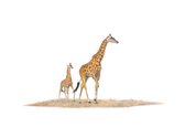 A pencil illustration of an adult giraffe and a young giraffe standing together on a small patch of dry grass against a plain white background.